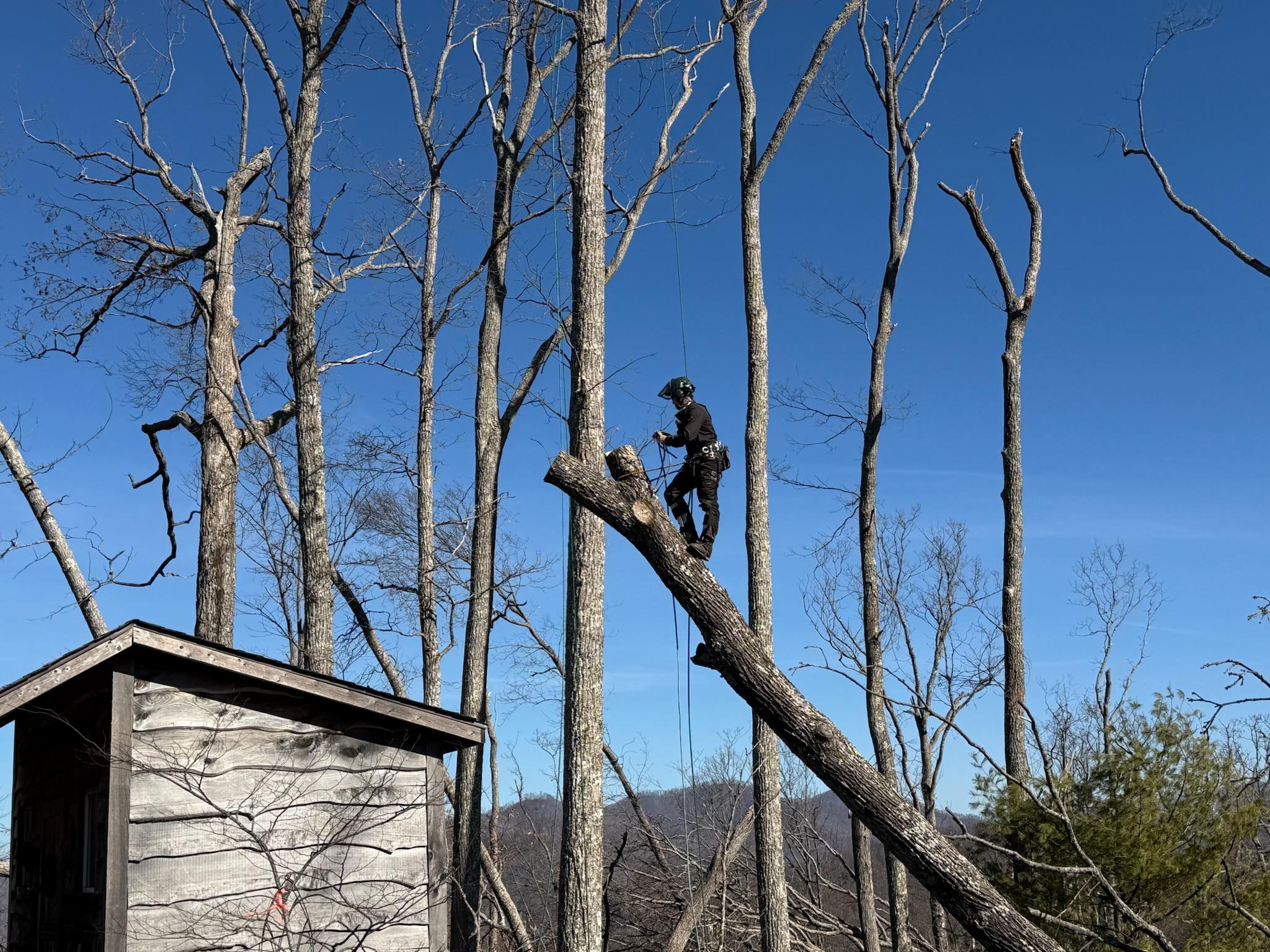 Cabling & Bracing Asheville, NC