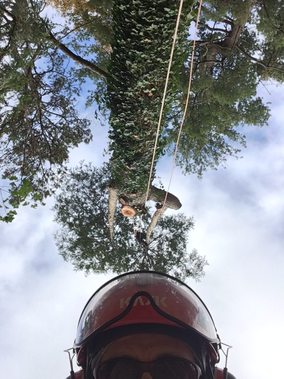 Asheville, NC Tree Pruning & Trimming