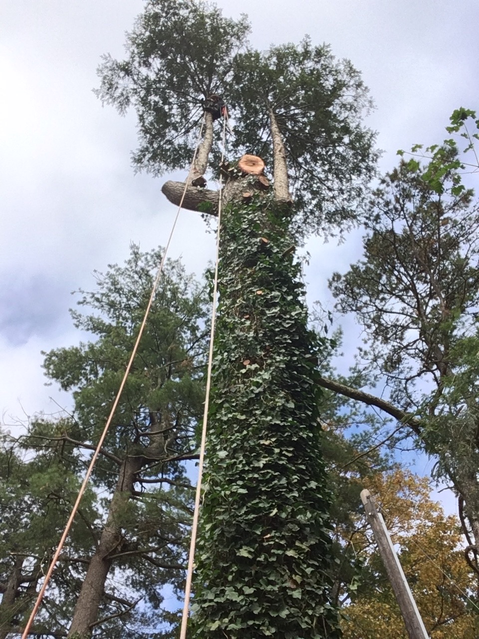 Weaverville Tree Health Care