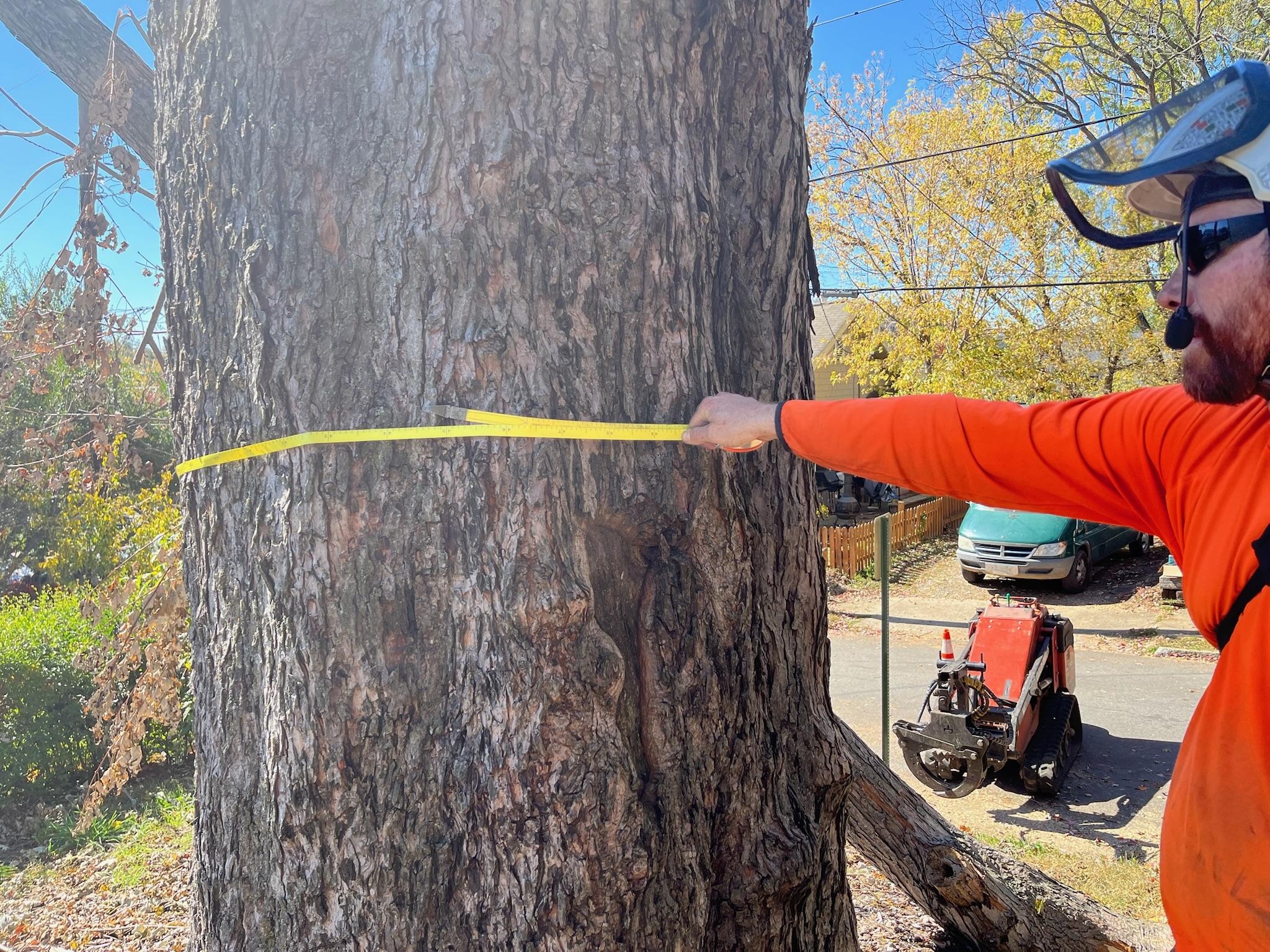 Tree Risk Assessment in Asheville, NC