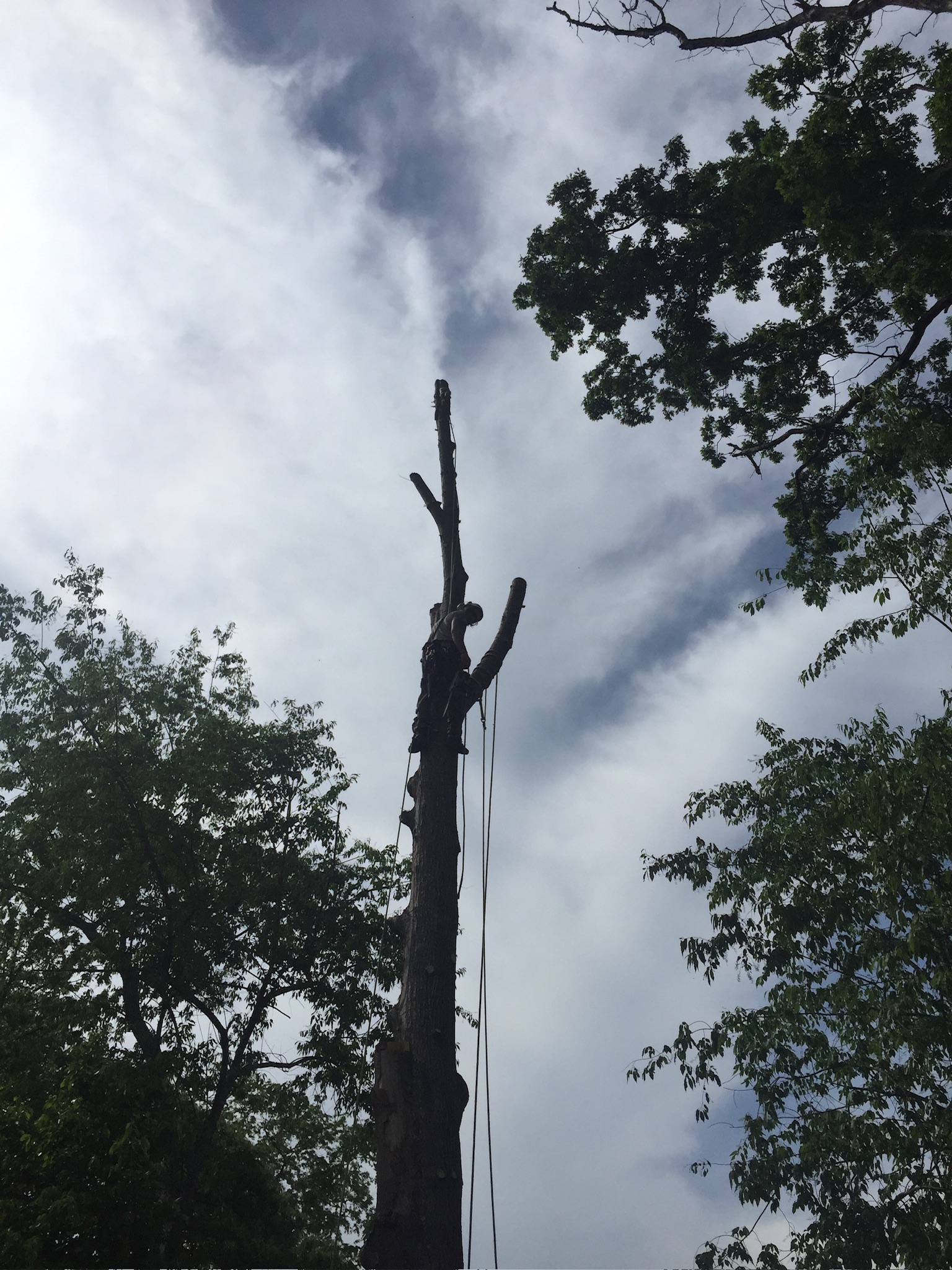 Mars Hill, NC Tree Pruning & Trimming