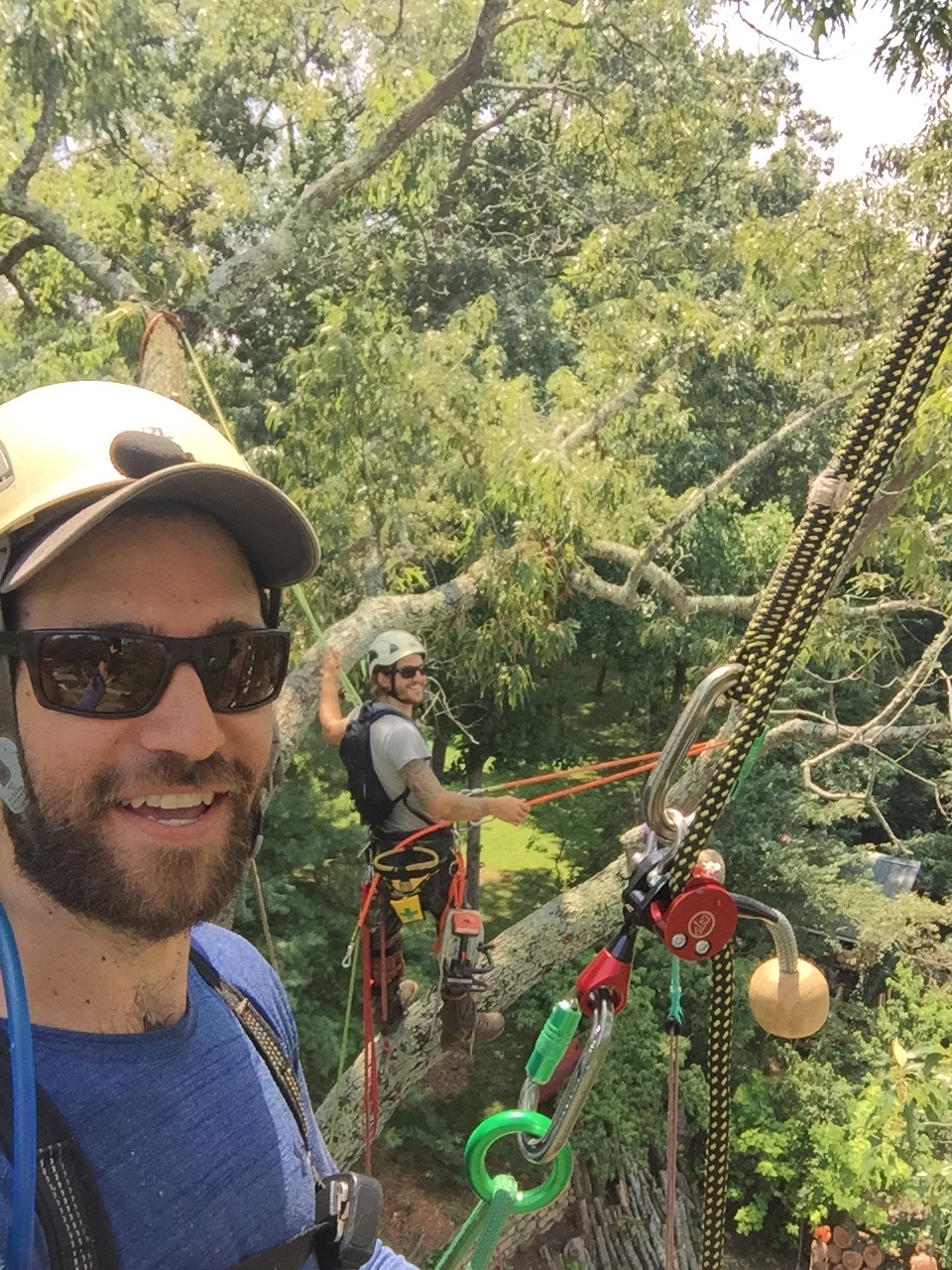 Arden, NC Tree Pruning & Trimming