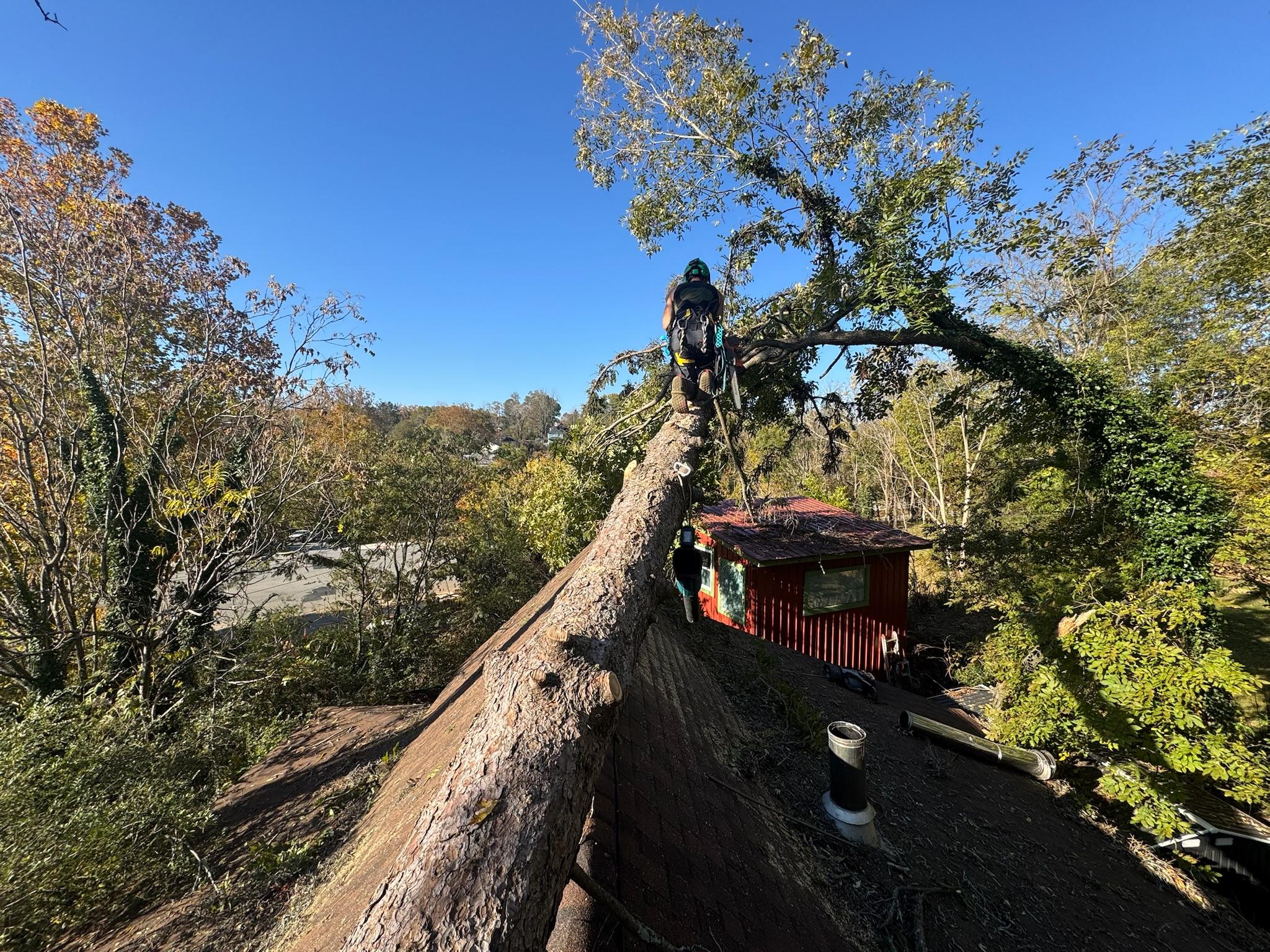 Asheville, NC Tree Removal