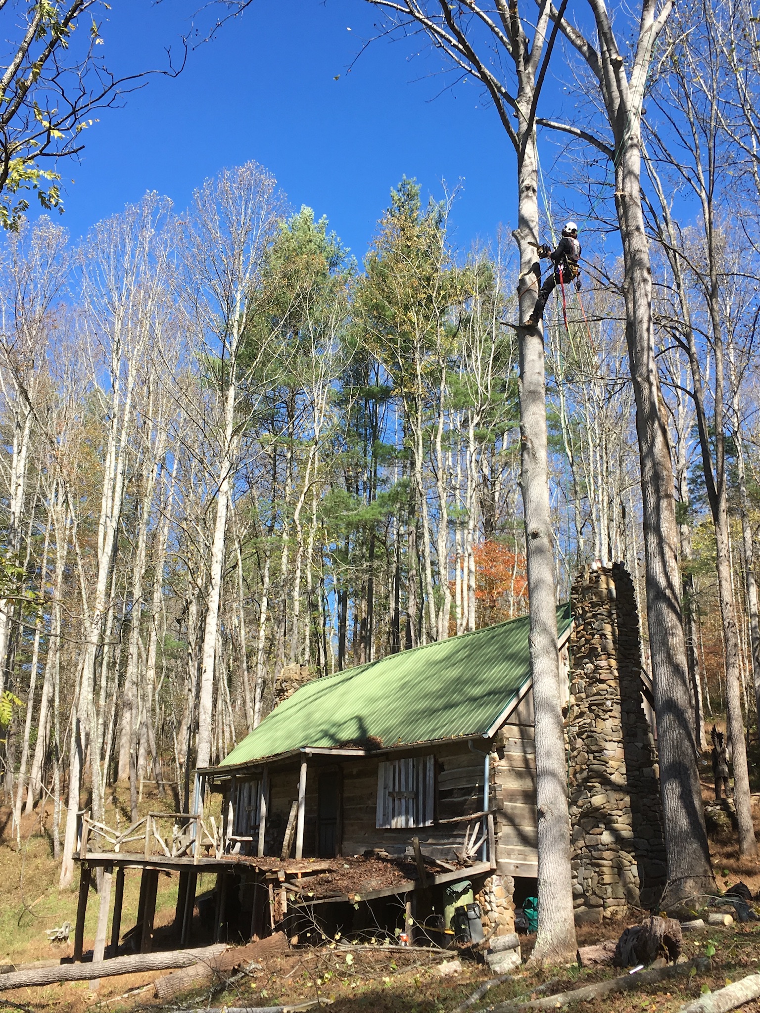 Black Mountain Tree Pruning & Trimming