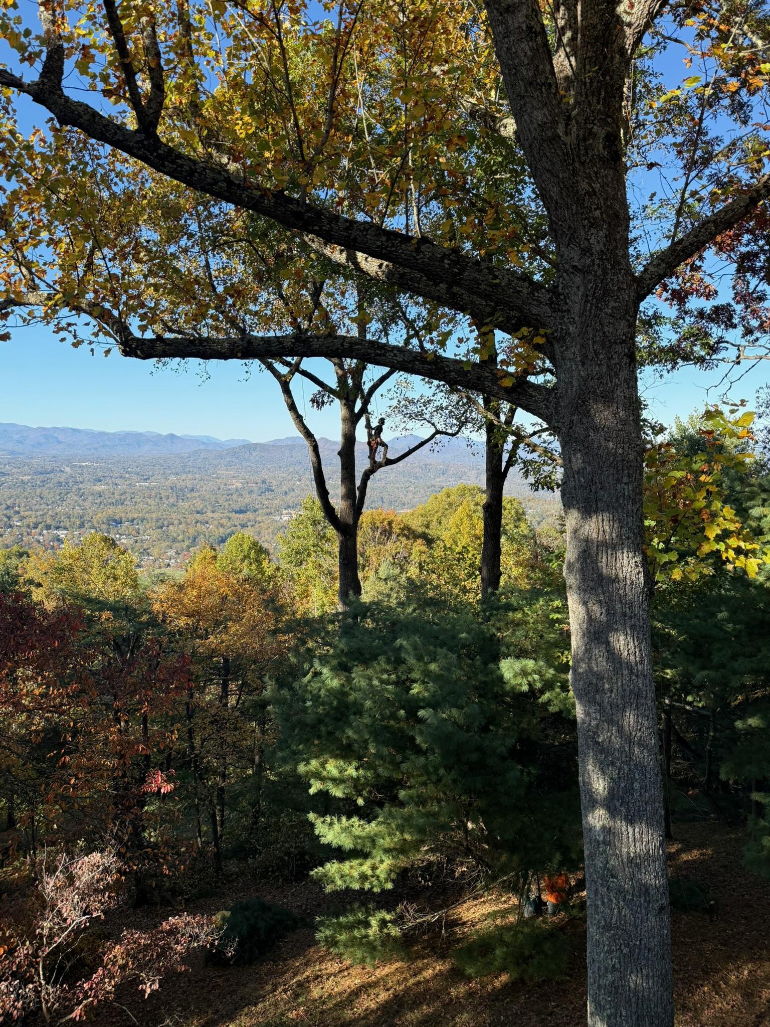 Asheville, NC Tree Health Care