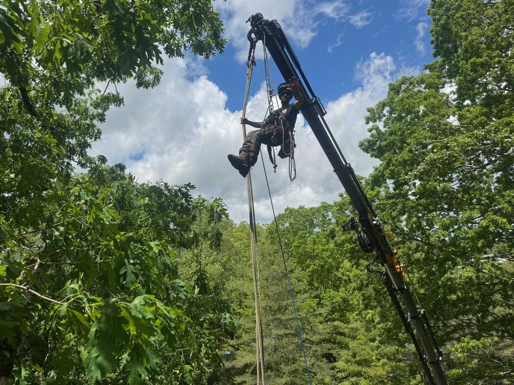 Fairview, NC Tree Risk Assessment