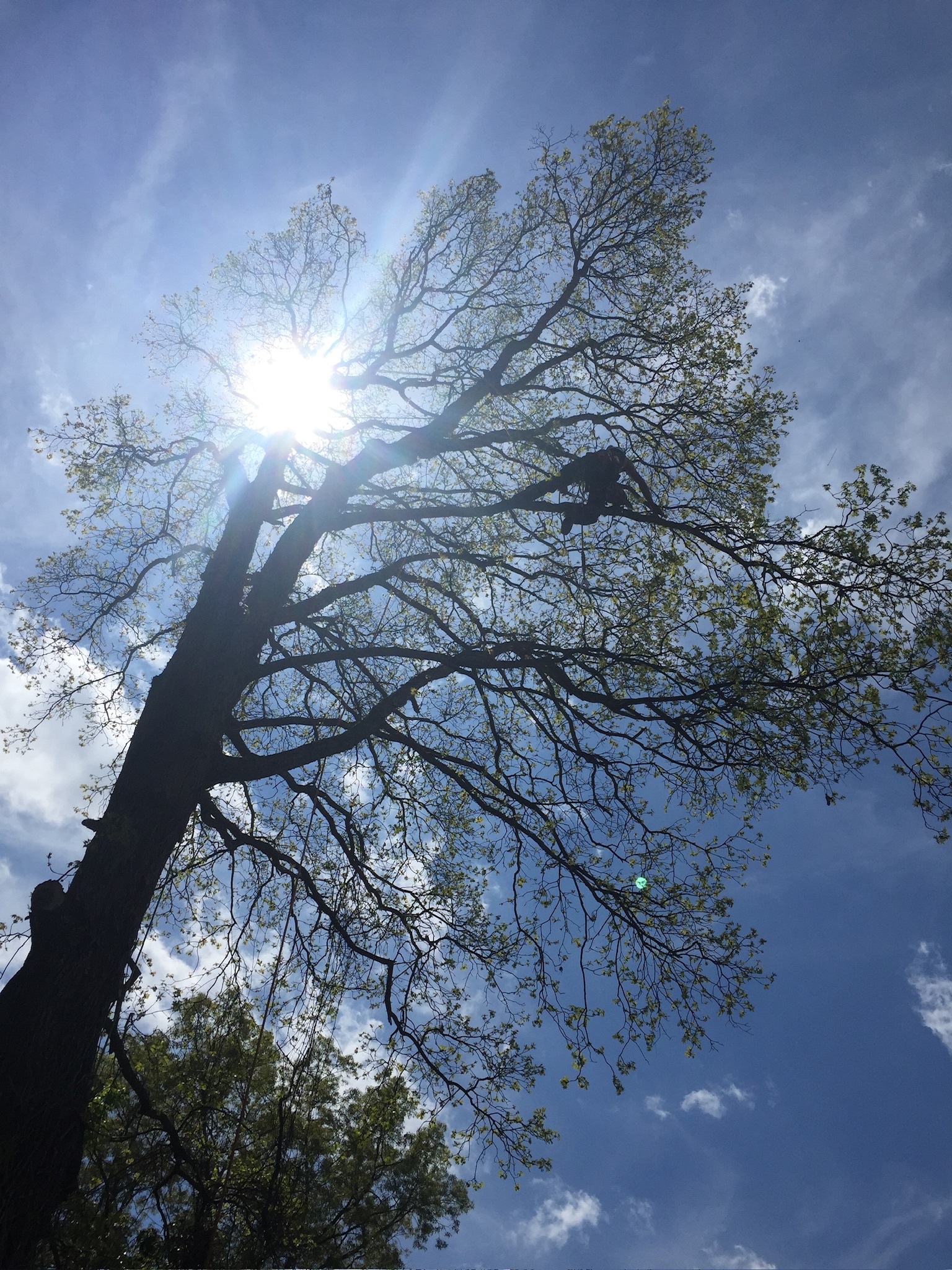 Weaverville Tree Pruning & Trimming
