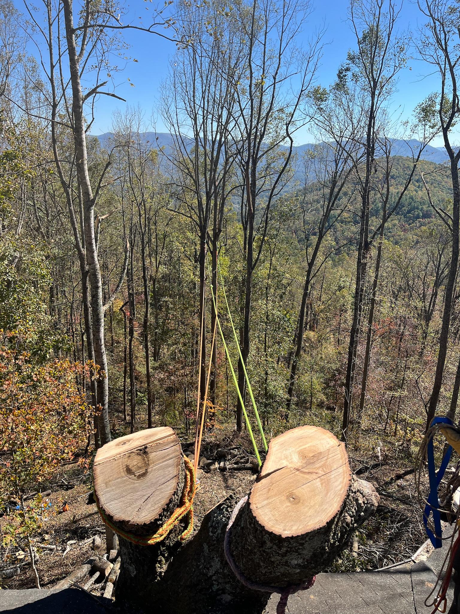 Asheville, NC Cabling & Bracing