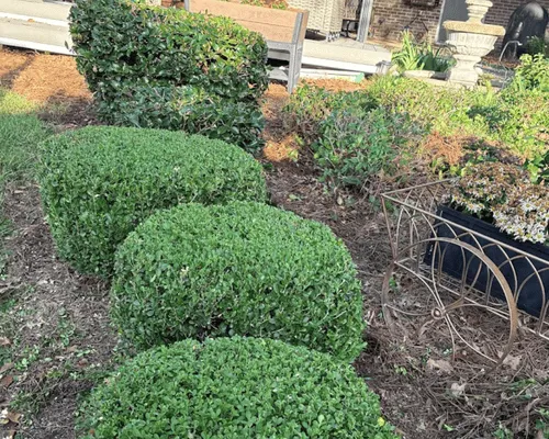 Landscaping in Dothan