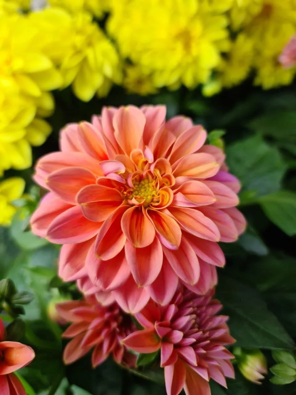 Svenskodlad Dahlia 