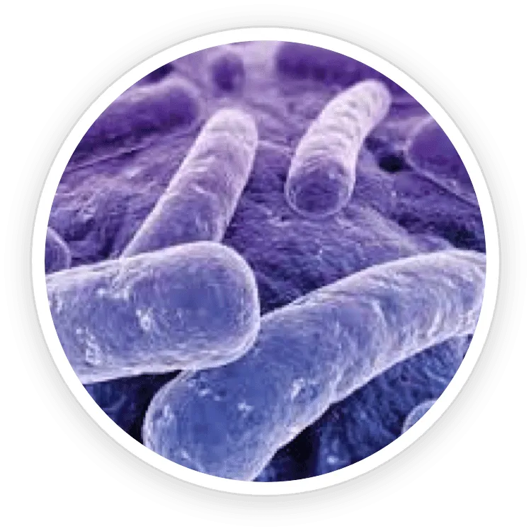 Neurotonix Lactobacillus Reuteri