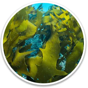 Golden Algae (fucoxanthin)
