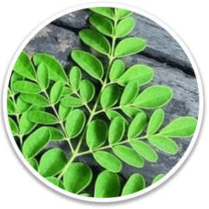Drumstick Tree Leaf (Moringa Leaf)