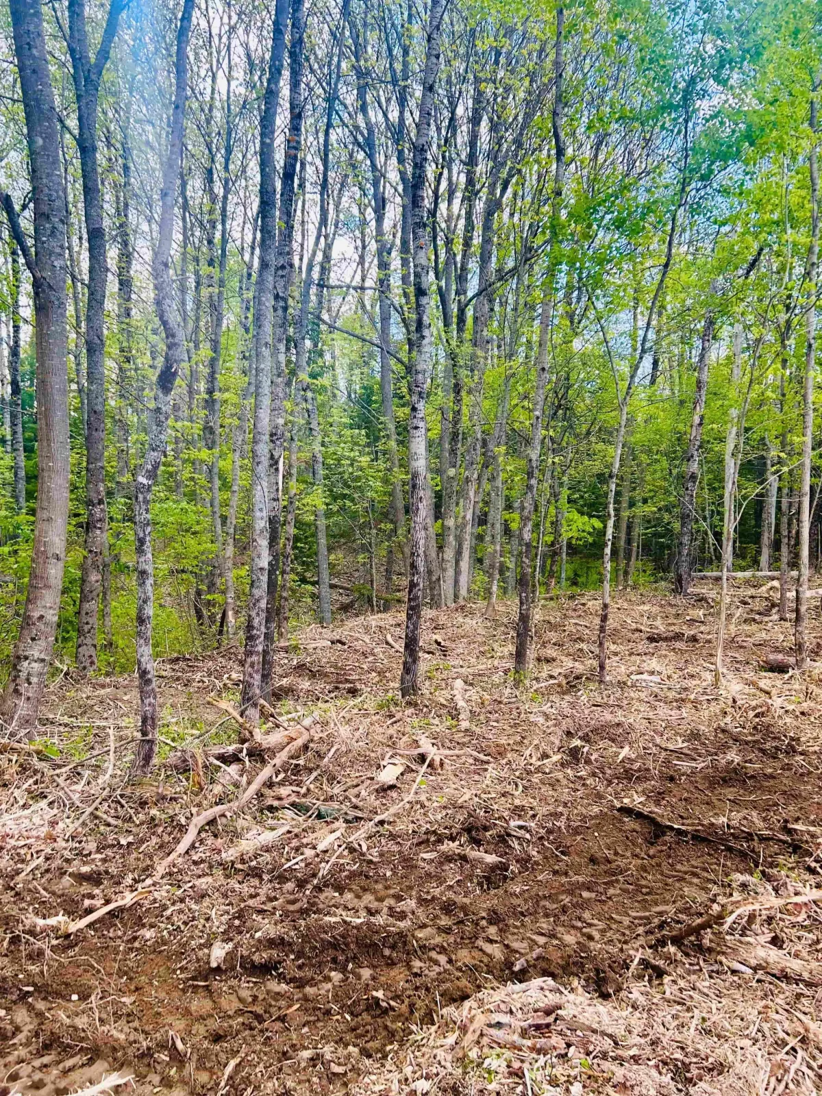 forestry mulching service after picture