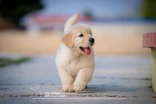 Puppy Socialisation: Your Puppy Isn't Ready for Freshers' Week