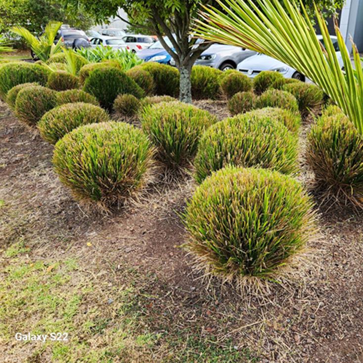 Hedge trimming and shaping service in Auckland