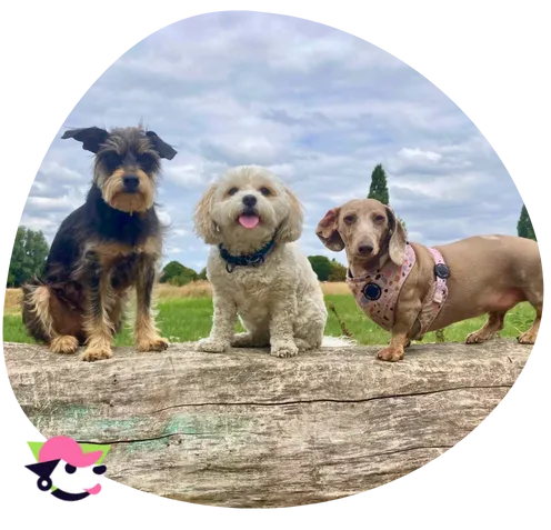 Dog walking service Leyton E10 East London