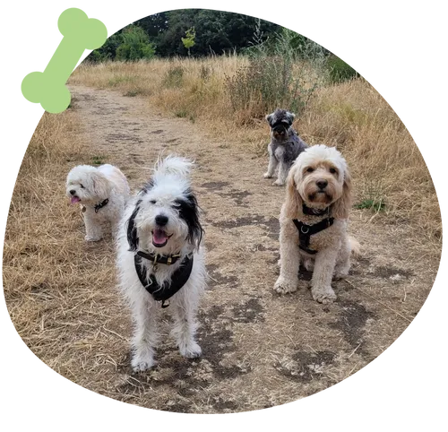 Small-group dog daycare at Littlest Paws Club in East London