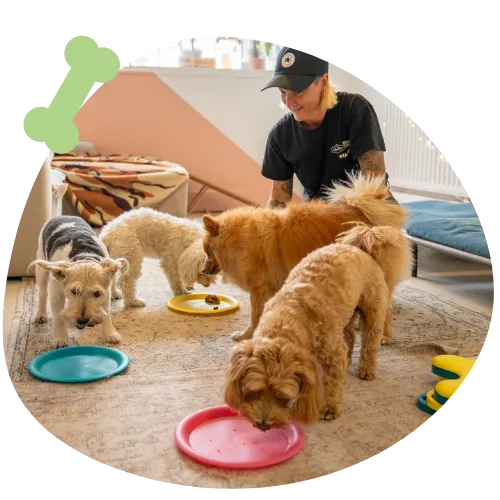 Small-group dog daycare at Littlest Paws Club in East London