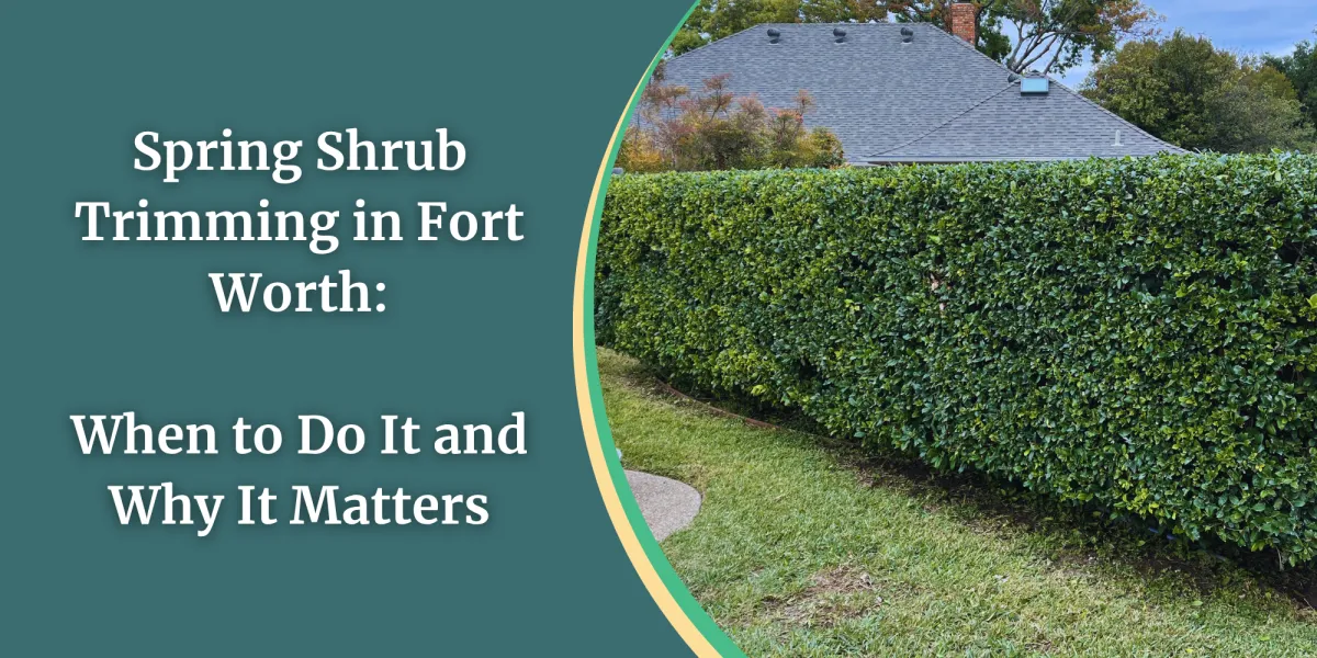 Spring Shrub Trimming in Fort Worth: When to Do It and Why It Matters