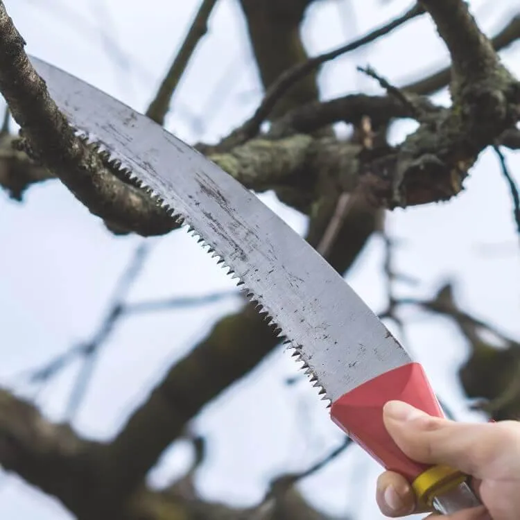 Tree Trimming in Biloxi