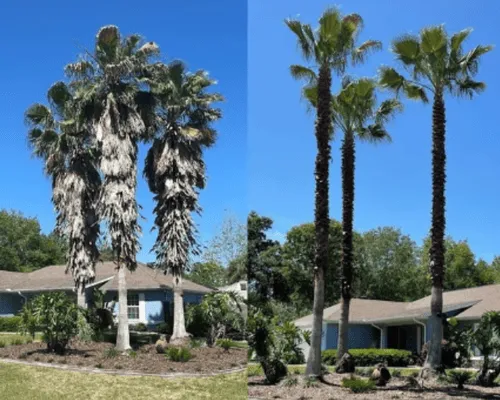 Tree Trimming & Pruning San Diego
