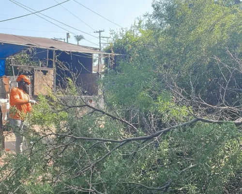  Tree Services