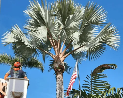 Tree Services San Diego