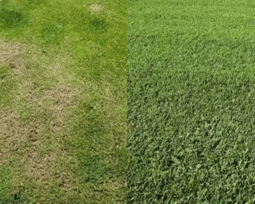 Brush Removal & Land Clearance in San Diego