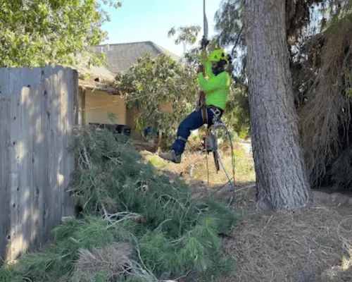 Tree Services in San Diego