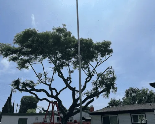  Tree Services