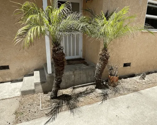 Encinitas Palm Trimming