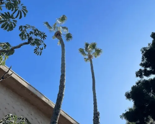 Brush Removal & Land Clearance San Diego