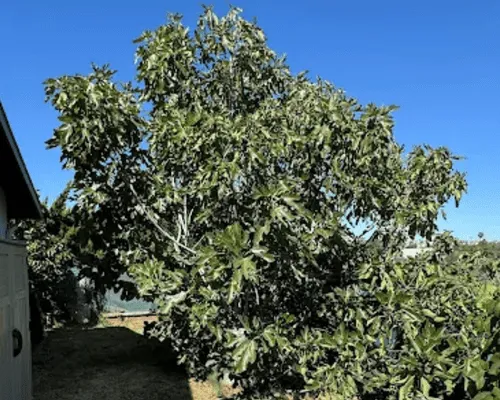  San Diego
