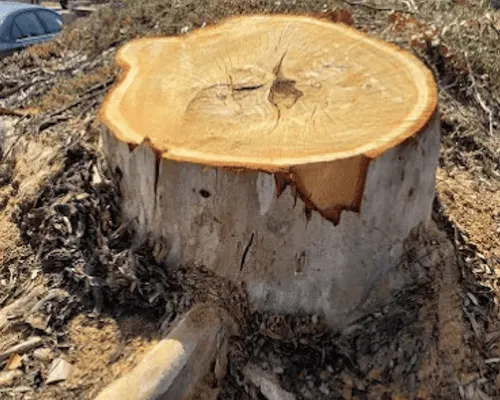 Tree Trimming & Pruning in San Diego