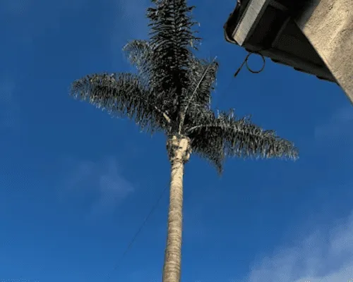 Tree Trimming & Pruning San Diego