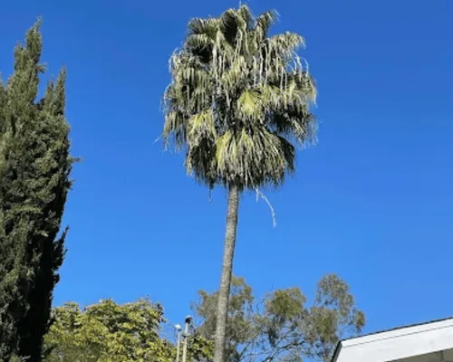 Tree Removal in San Diego