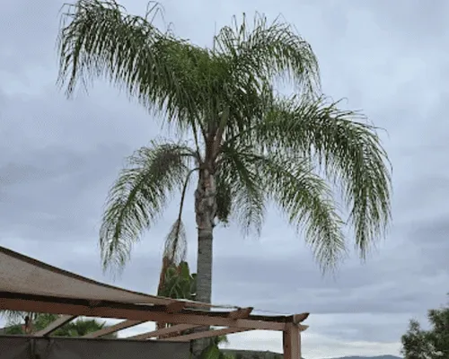 Palm Trimming San Diego