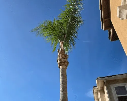 Tree Removal San Diego