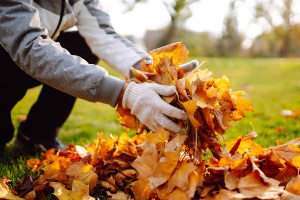 Leaf Removal in Knoxville