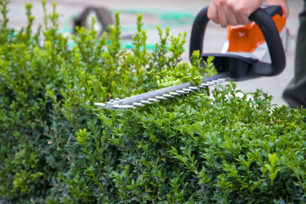 Hedge Trimming in Knoxville