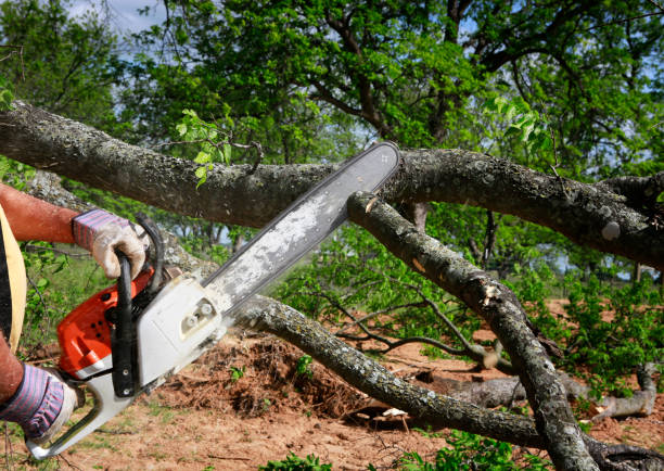 Tree Trimming in Knoxville