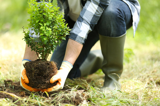 Tree Planting in Knoxville