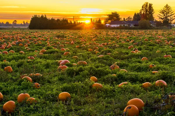 Pumpkins in pumpkin patch
