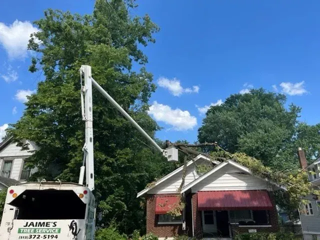 Tree Removal | Hamilton, OH | Jaime's Tree Service