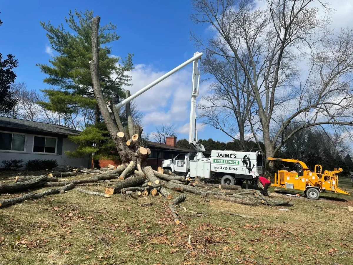 Tree Service | Mason, OH | Jaime's Tree Service