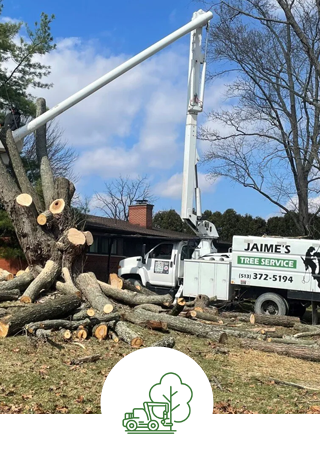 Tree removal | Forest Park, OH | Jaime's Tree Service