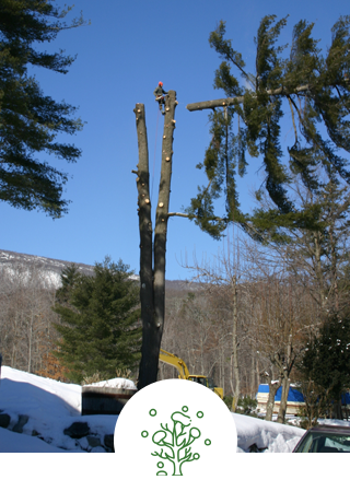 Winter Tree Maintenance | New Richmond, OH | Jaime's Tree Service