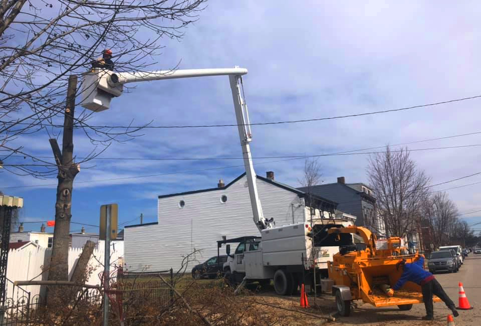 Tree Trimming| Hamilton, OH | Jaime's Tree Service