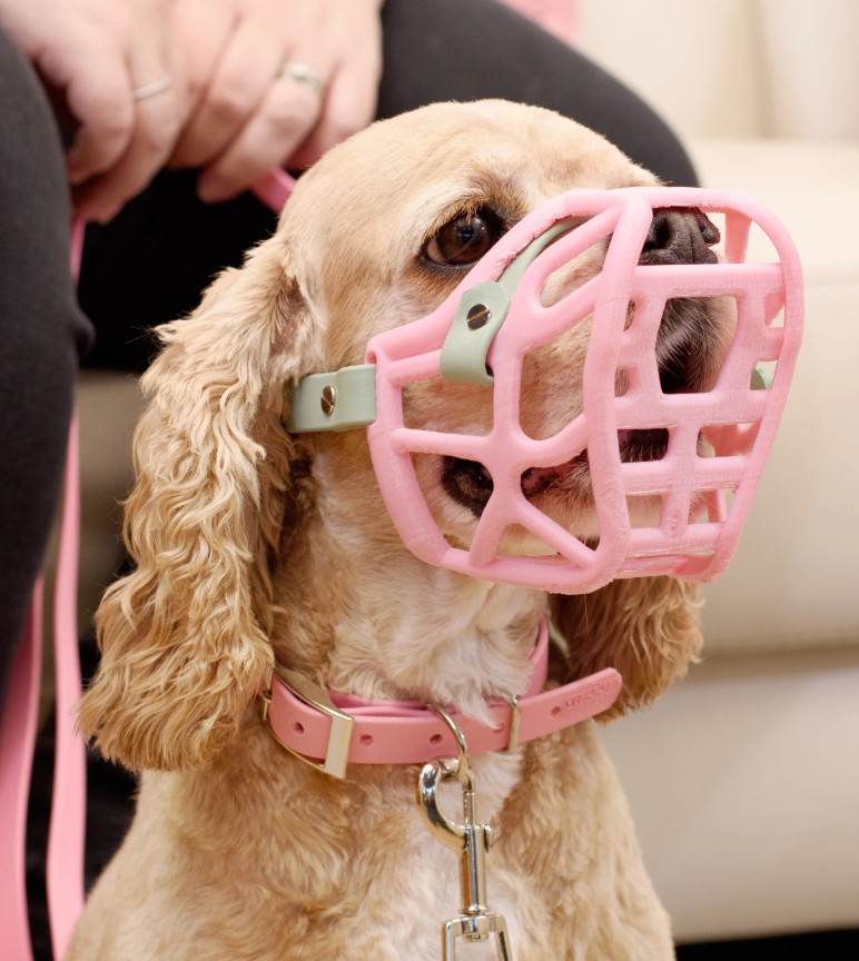 Cute spaniel in a Muzzle Movement muzzle